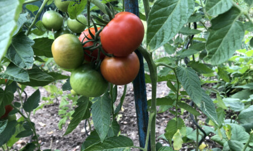 Takto sa paradajky sadiť nedajú. Záhradník ukazuje chyby, ktorých sa najčastejšie dopúšťame