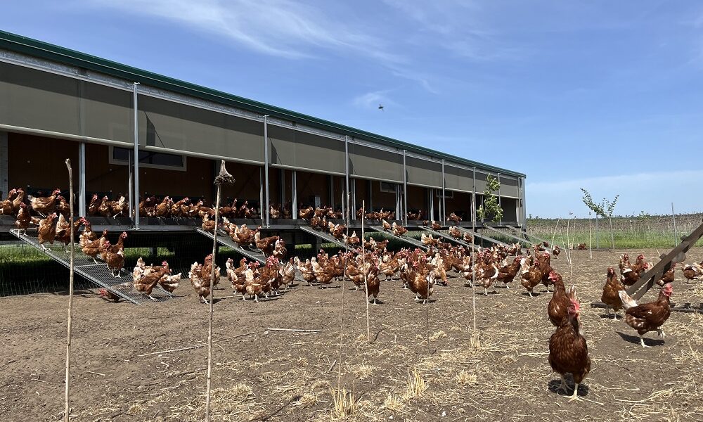 Farmár prezradil trik, aby sliepky znášali toľko vajec, že nebudete stíhať zbierať