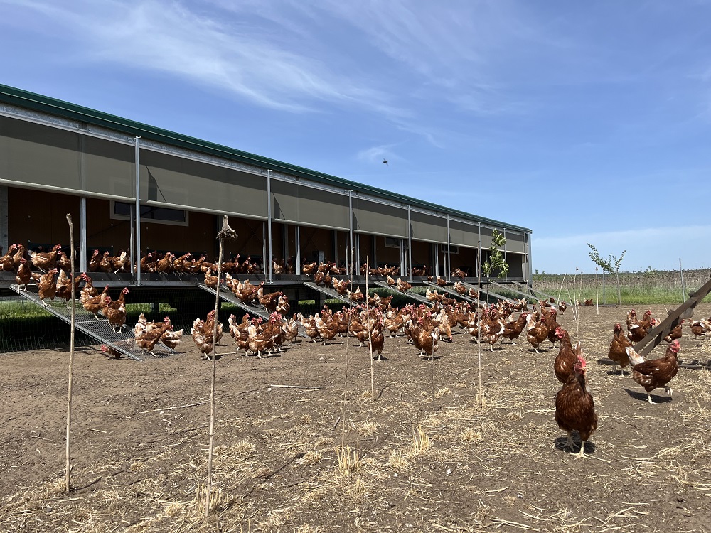 Farmár prezradil trik, aby sliepky znášali toľko vajec, že nebudete stíhať zbierať