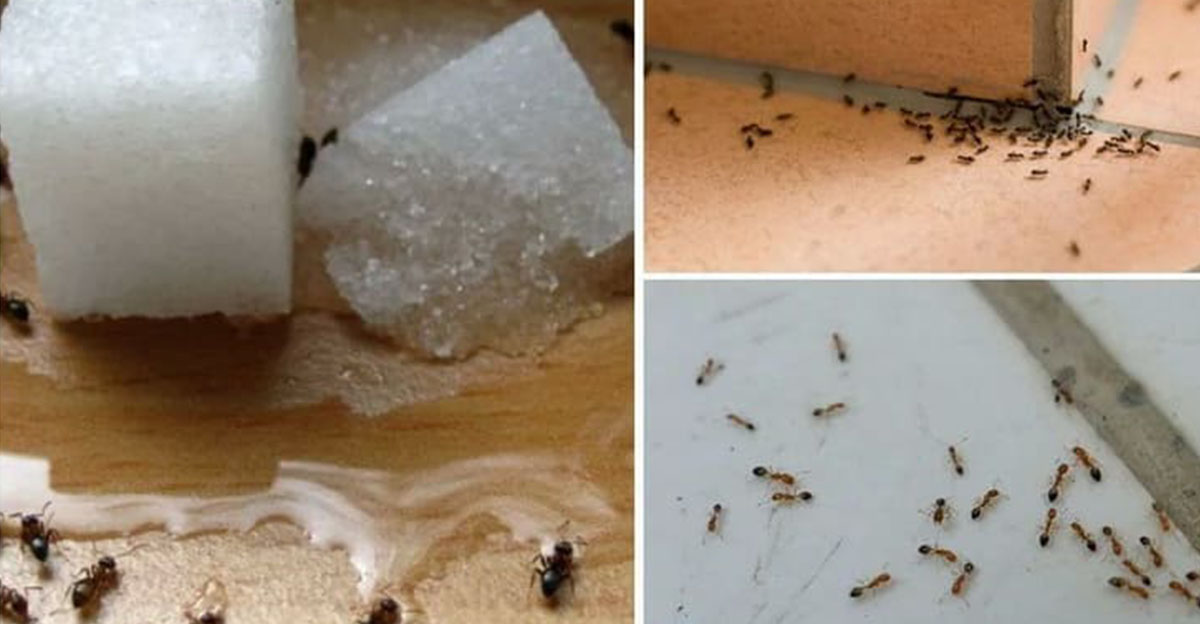 Zbavte sa nadobro mravcov doma i na záhrade bez použitia chémie. Odskúšané babské rady, ktoré s nimi zatočia
