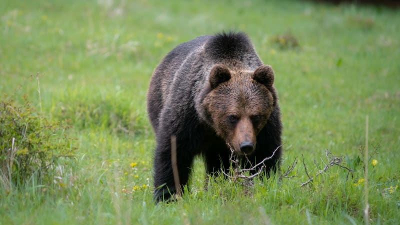 Medvěd roztrhal srnu s mládětem u slovenské vesnice. Může se vrátit, varuje obec
