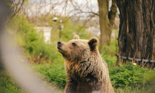 Obyvateľ mesta upozornil na stret s mláďaťom medveďa hnedého