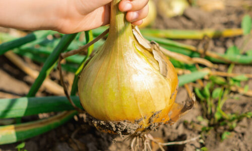 Na konci mája nezabudnite na dôležite hnojenie cibule. Pripravili by ste sa tak o zber obrovskej úrody
