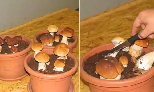 Podľa tohto spôsobu si huby môžete nazbierať doma v črepníku alebo na záhrade! Je vôbec možné ich vypestovať v domácich podmienkach?