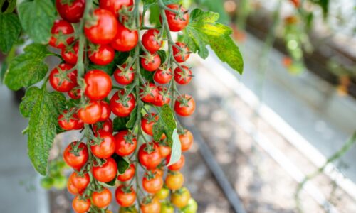 Je to najlepšie hnojivo pre paradajky. Rastú veľké a krásne červené