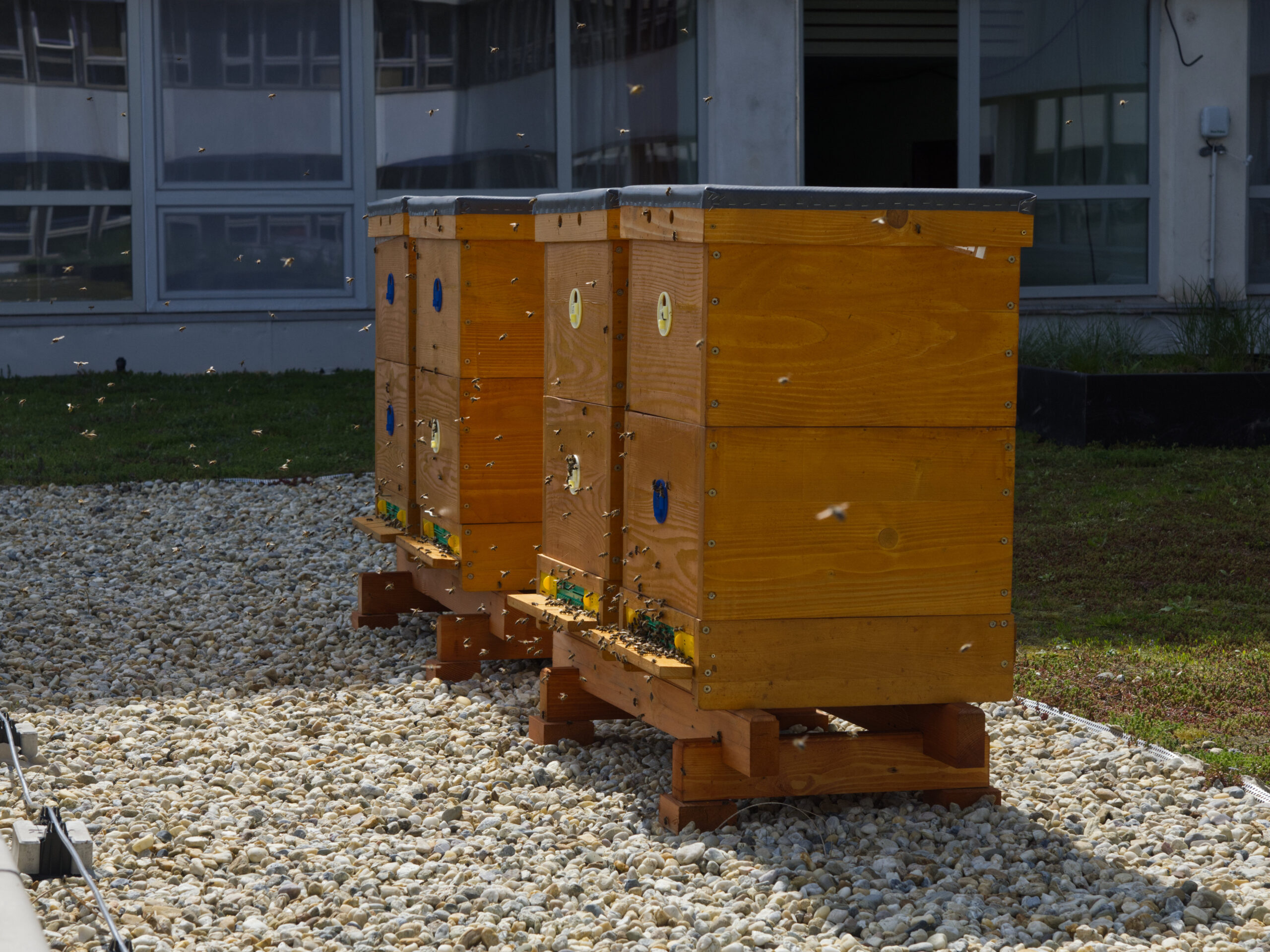 Košice majú prvý mestský med, postarali sa o to včely na streche magistrátu
