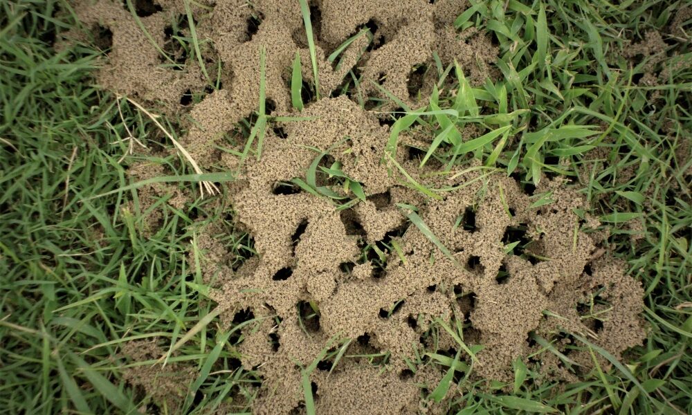 Ako sa zbaviť mravcov v zeleninovej záhrade? Prírodné prostriedky