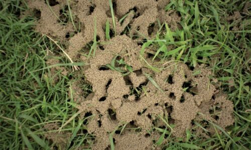 Ako sa zbaviť mravcov v zeleninovej záhrade? Prírodné prostriedky