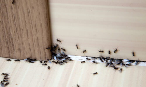 Mravce ani ovocné mušky k vám domov nezavítajú! Postriekala som dom týmto olejom a zmizli