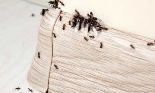 Prichádzajú a hľadajú jedlo. Ako sa zbaviť mravcov z vášho domova?