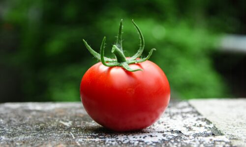 Silné korene a úplná odolnosť voči plesniam. Zalejte paradajky týmto roztokom a výsledky vás milo prekvapia!