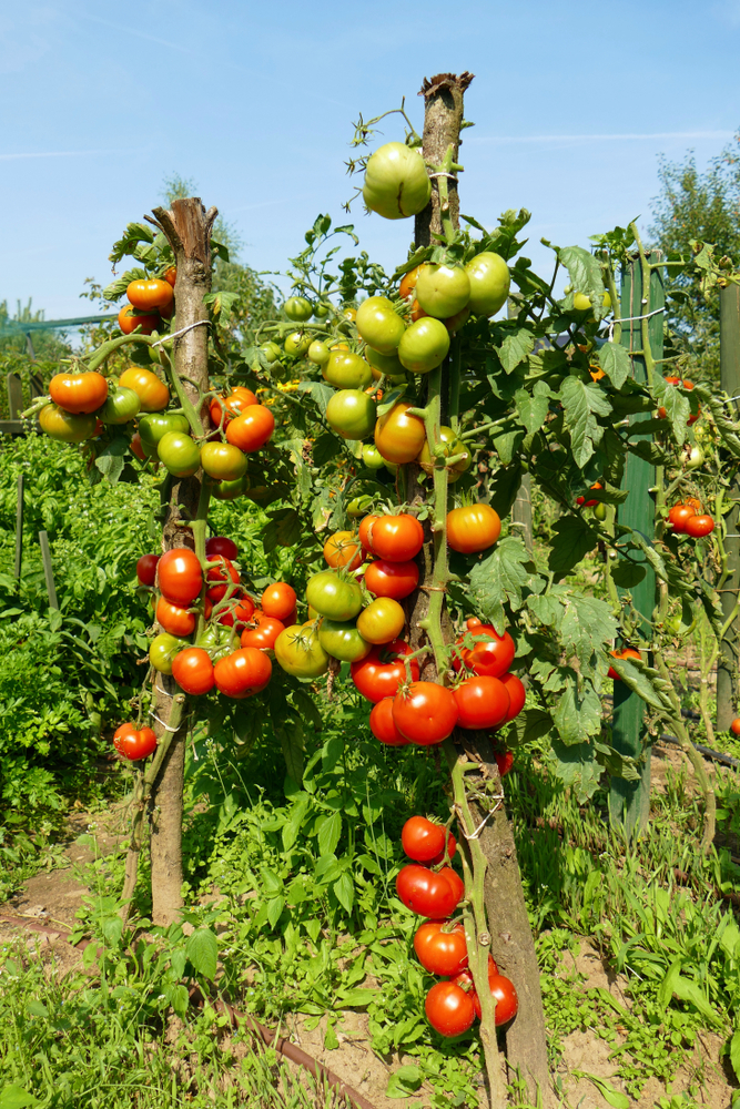 Tento postrek vykonajte, keď paradajky začnú kvitnúť. Bude veľa plodov