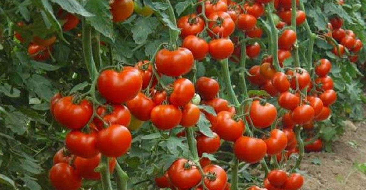 Je možné pestovať paradajky bez vody? Vyskúšajte metódu pestovania na sucho bez polievania