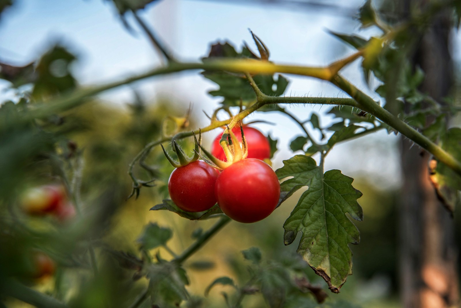 Pred výsadbou paradajok to hoďte do jamiek. Úroda bude veľmi bohatá
