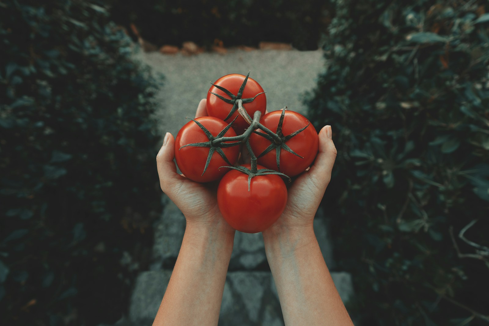 Toto nesaďte vedľa paradajok, lebo im vezmú všetky živiny