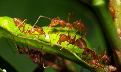 Mravce ničia kvety a trávniky. Domáci postrek ich rýchlo odradí