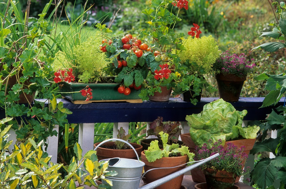 Bývate v paneláku a nemáte záhradu? Túto zeleninu môžete úspešne pestovať aj na balkóne