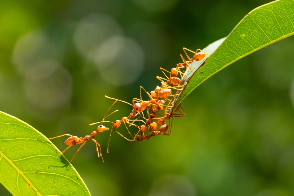 Tieto prírodné prostriedky mravce jednoducho nenávidia. Vyskúšajte ich a uvidíte, ako zmiznú z vašej záhrady
