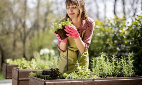 Ako vytvoriť bylinkový záhon a aké bylinky zasadiť?