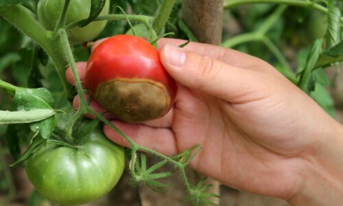 Najčastejšie choroby paradajok. Ako sa s nimi vysporiadať?