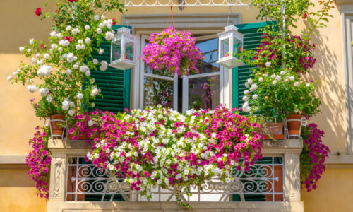 Kvety ideálne na balkón. Tri rastliny, ktoré si nemôžete nechať ujsť