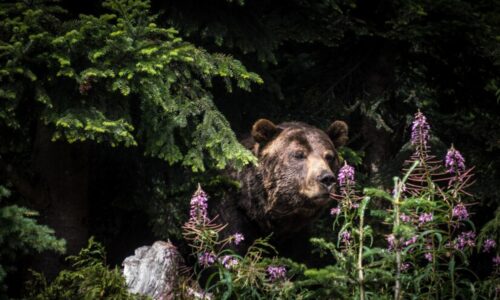 Mesto Turčianske Teplice zriadilo nonstop linku na nahlasovanie výskytu medveďa hnedého v okrese