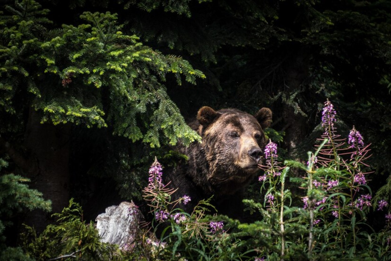 Mesto Turčianske Teplice zriadilo nonstop linku na nahlasovanie výskytu medveďa hnedého v okrese