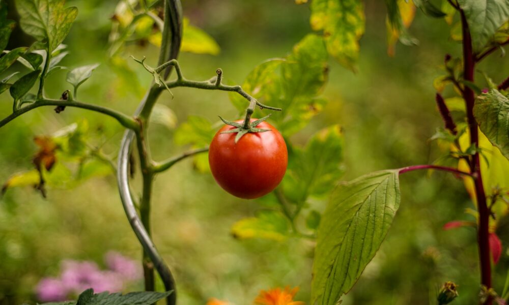 Listy paradajok a uhoriek žltnú? Vyrobíte si to doma a zachráni ich to