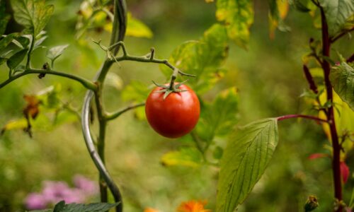 Listy paradajok a uhoriek žltnú? Vyrobíte si to doma a zachráni ich to