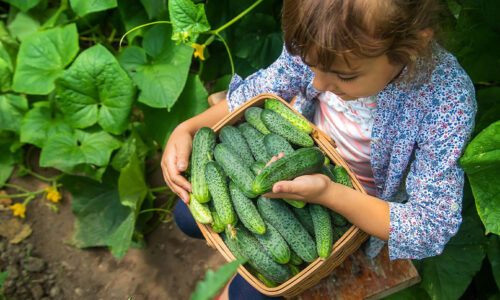 5 tajomstiev záhradkára, ktoré mi každý rok zaručia bohatú úrodu pevných, chrumkavých a šťavnatých uhoriek