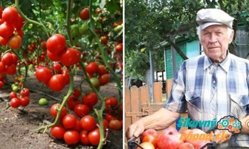 Takto jednoducho sa dajú vypestovať tie najchutnejšie paradajky široko-ďaleko: Osvedčené triky sú vždy tie najlepšie!