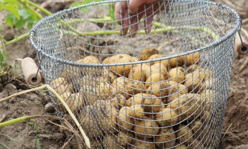Ako pestovať zemiaky? Pamätajte na to a naplníte svoje pivnice až po okraj peknými exemplármi