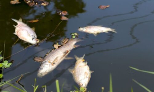 V rybníku pri českom meste Slaný uhynuli tony rýb, problémy súvisia s nedostatkom kyslíka vo vode