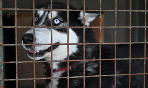 Starosta Prištiny chce platiť obyvateľom za adopciu túlavých psov