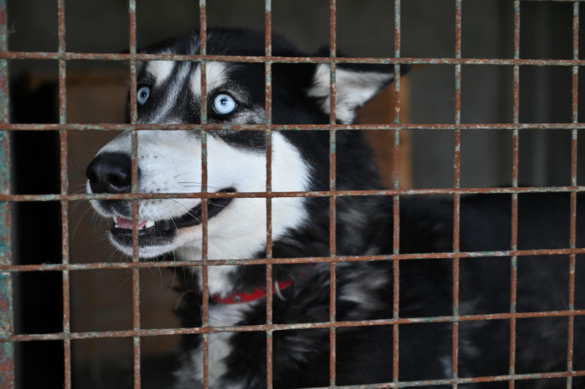 Starosta Prištiny chce platiť obyvateľom za adopciu túlavých psov