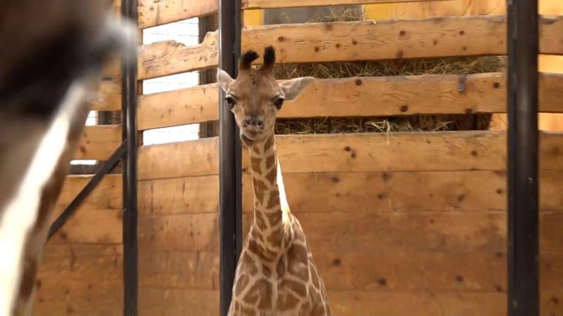 Zázrak v olomoucké zoo: Žirafátko si svůj život vybojovalo, hrozilo mu utracení