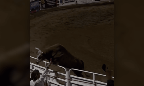 Chvíle hrůzy na rodeu: Býk skočil mezi diváky, zranil několik lidí. Řádil pak i na parkovišti
