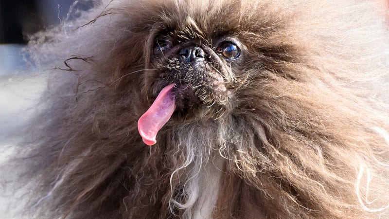 Soutěž o nejošklivějšího psa má svého vítěze. Fotky šeredných chlupáčů z finále posuďte sami
