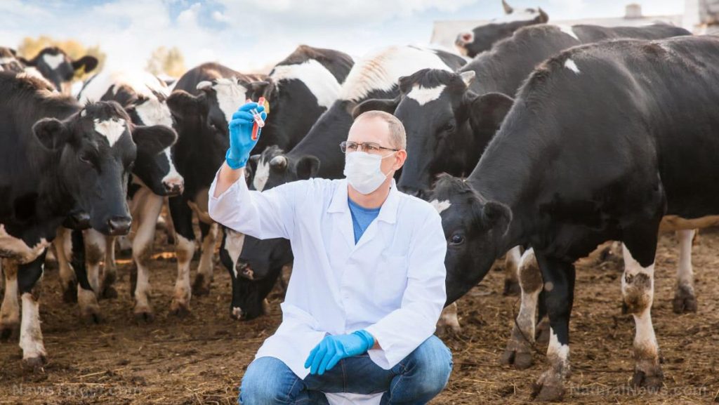 Lance D. Johnson: Vtáčia chrípka sa náhle zmenila na kravskú chrípku a mliečne farmy začali vybíjať dojnice, čo zničí dodávky potravín