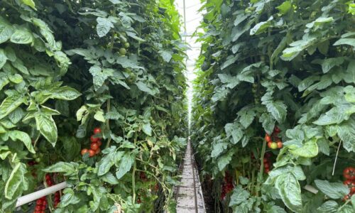 Veselé paradajky: Prečo sa farmárom oplatí spájať sily