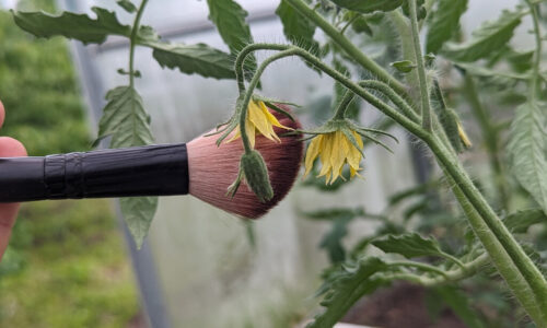 Mnohí záhradkári toto nevedia. Ak chcete strojnásobiť úrodu paradajok, toto je to, čo musíte urobiť počas obdobia kvitnutia
