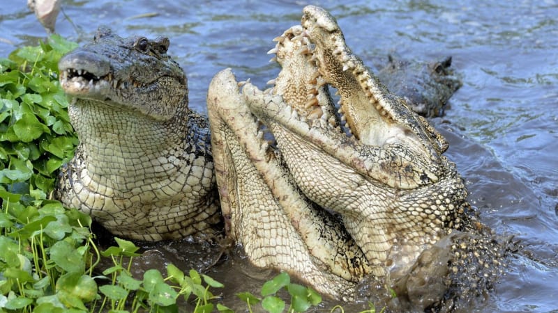 Krokodýl v Austrálii terorizoval děti a požíral psy. Skončil v polévce a na grilu