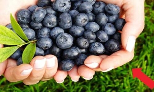 Toto ovocie dokáže s naším zdravím doslova obrovské zázraky: Pozrite si, čo všetko vám prinesie konzumácia čučoriedok!