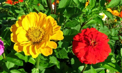 Ktoré kvety majú radi slnko? Ideálne do záhrady na horúce leto