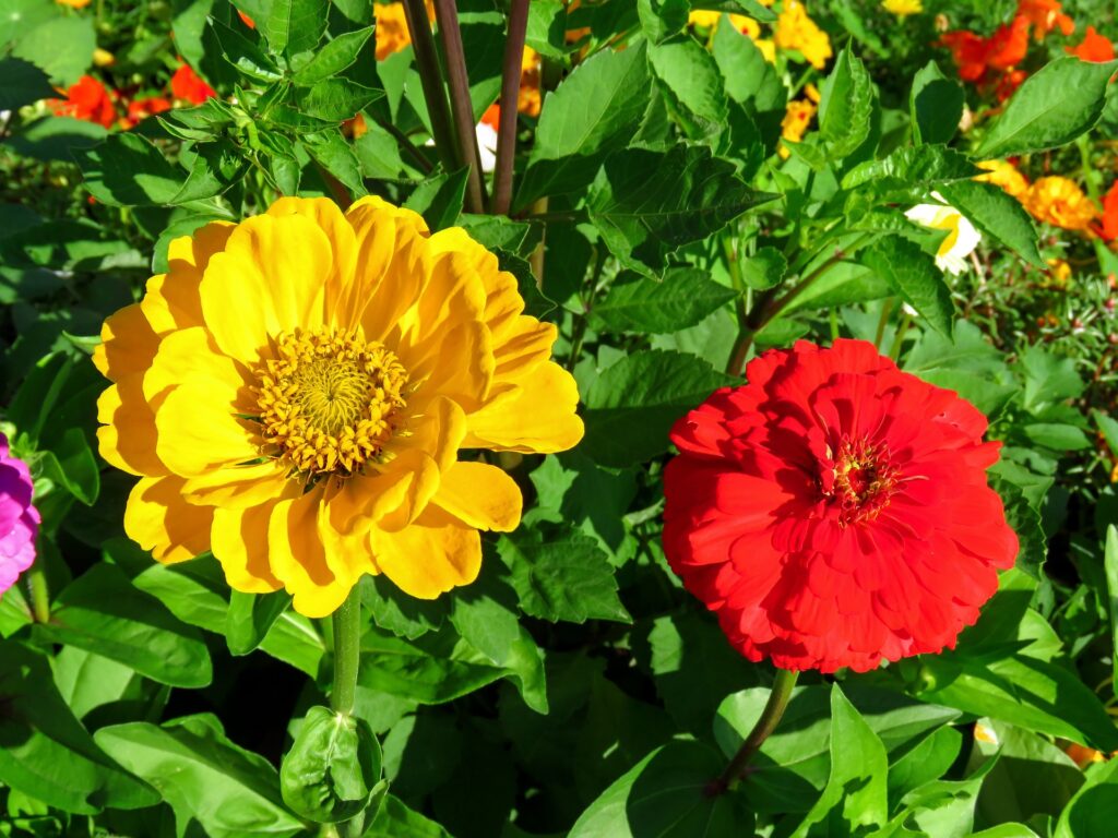 Ktoré kvety majú radi slnko? Ideálne do záhrady na horúce leto