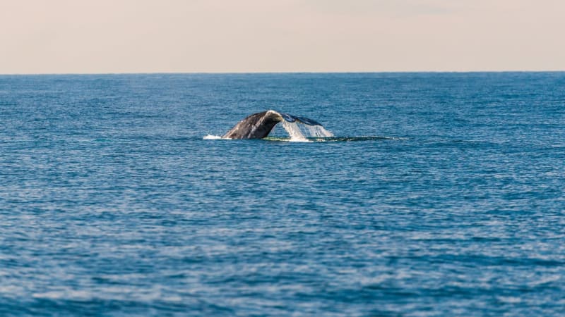 Velryba v Chorvatsku vyvolala pozdvižení. Může být nebezpečná, varují úřady turisty