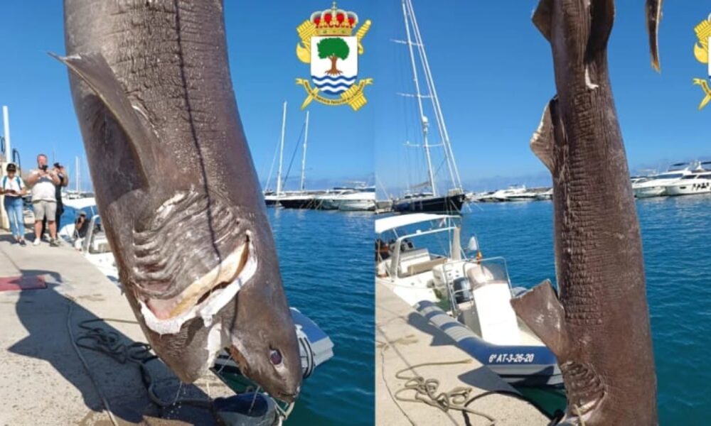 V oblíbeném španělském letovisku se objevil téměř pětimetrový žralok. Zkoumají ho vědci