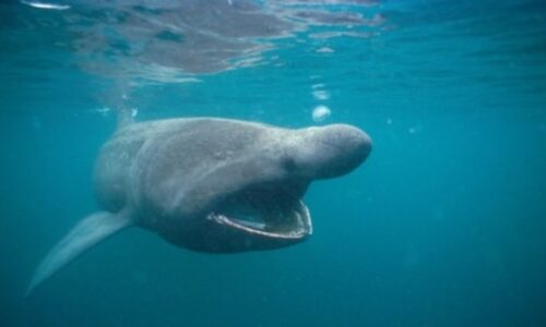 Skoro čtyřmetrový žralok plaval u pobřeží Británie. Rybář ho natočil, podívejte se na záběry
