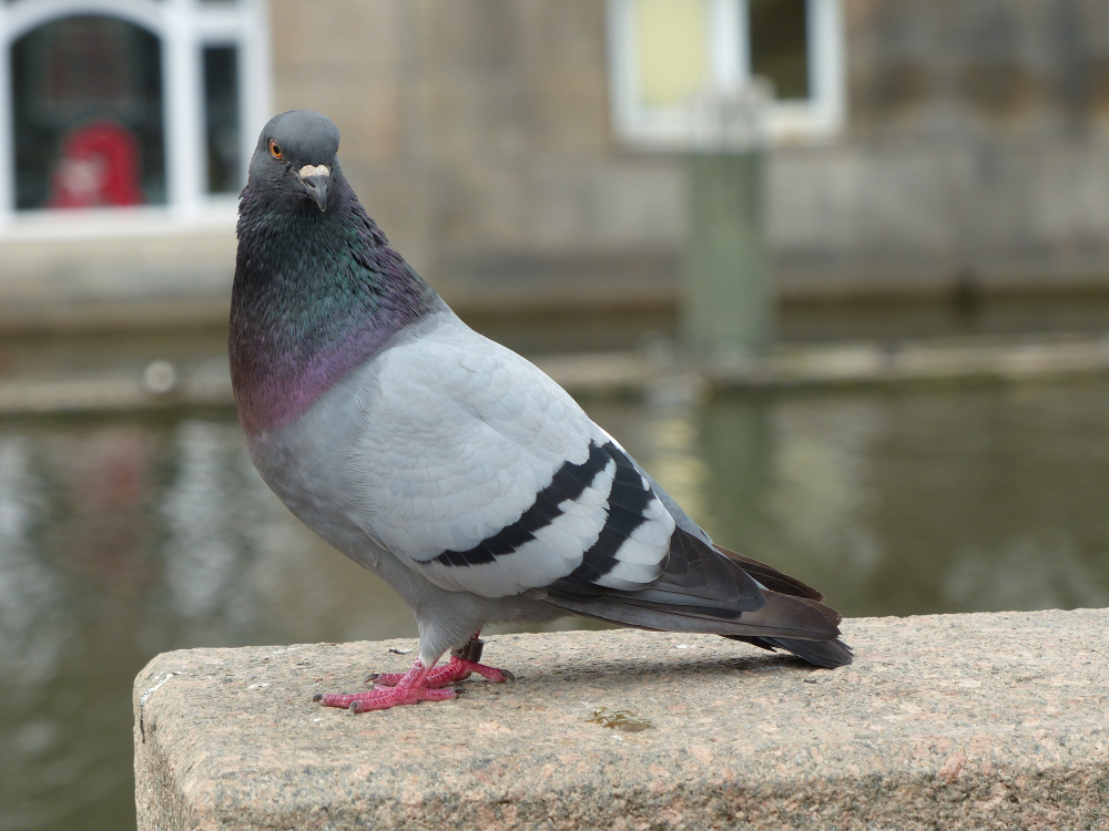 Nemecké mesto chce zlikvidovať 700 holubov. Obyvatelia sa rozhodli