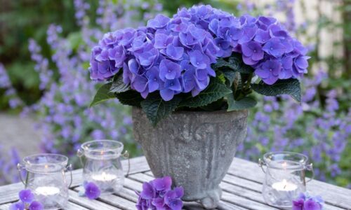 Hortenzie môžete pestovať aj v kvetináči. Držte sa týchto tipov a budú ozdobou vášho balkóna